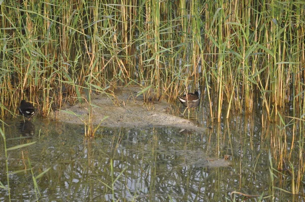 Красивая Птица Common Moorhen Gallinula Chloropus Природной Среде — стоковое фото