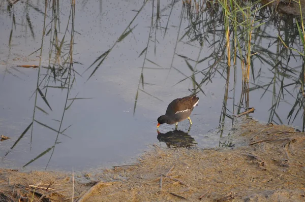 Piękny Ptak Common Kokoszka Gallinula Chloropus Naturalnym Środowisku — Zdjęcie stockowe