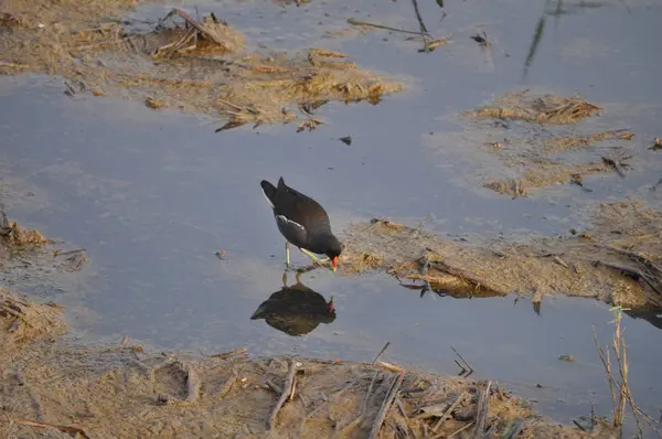 Güzel kuş Ortak moorhen (Gallinula chloropus) doğal ortamda