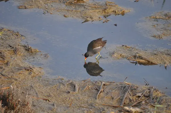 Güzel kuş Ortak moorhen (Gallinula chloropus) doğal ortamda