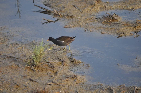 Güzel kuş Ortak moorhen (Gallinula chloropus) doğal ortamda