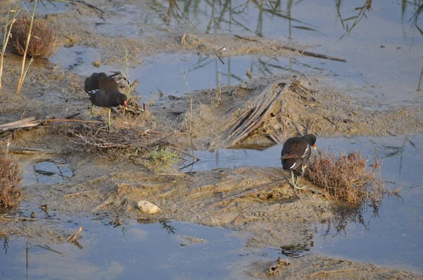 Güzel kuş Ortak moorhen (Gallinula chloropus) doğal ortamda