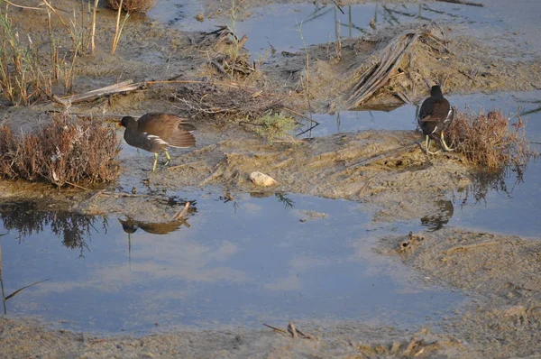 Güzel kuş Ortak moorhen (Gallinula chloropus) doğal ortamda