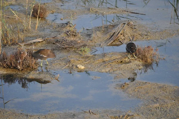 Güzel kuş Ortak moorhen (Gallinula chloropus) doğal ortamda
