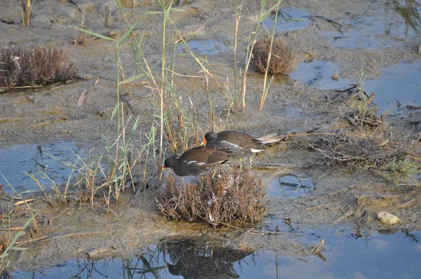 Güzel kuş Ortak moorhen (Gallinula chloropus) doğal ortamda