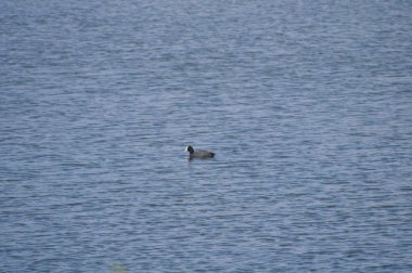 Doğal ortamda güzel kuş Avrasya coot (fulica atra)