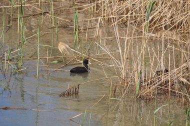 Doğal ortamda güzel kuş Avrasya coot (fulica atra)