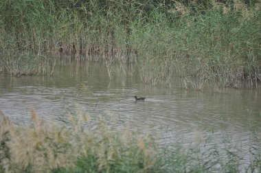 Doğal ortamda güzel kuş Avrasya coot (fulica atra)
