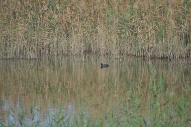 Doğal ortamda güzel kuş Avrasya coot (fulica atra)