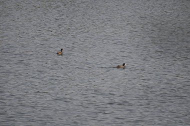 Doğal ortamda güzel kuş Avrasya coot (fulica atra)