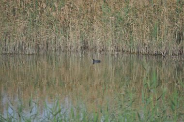 Doğal ortamda güzel kuş Avrasya coot (fulica atra)