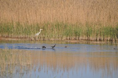 Doğal ortamda güzel kuş Avrasya coot (fulica atra)