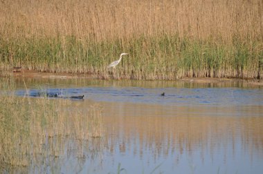 Doğal ortamda güzel kuş Avrasya coot (fulica atra)