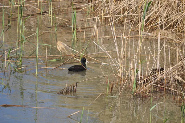 Красивая Птица Eurbhan Coot Fulica Atra Природной Среде — стоковое фото