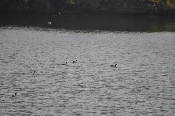 Belle Foulque Eurasienne Fulica Atra Dans Environnement Naturel — Photo