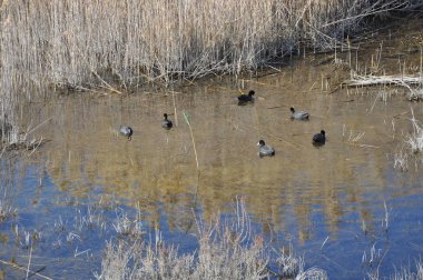 Doğal ortamda güzel kuş Avrasya coot (fulica atra)