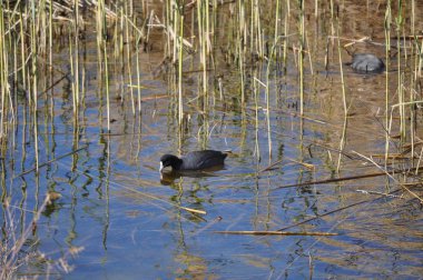 Doğal ortamda güzel kuş Avrasya coot (fulica atra)