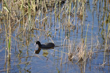 Doğal ortamda güzel kuş Avrasya coot (fulica atra)
