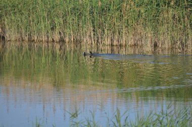 Doğal ortamda güzel kuş Avrasya coot (fulica atra)