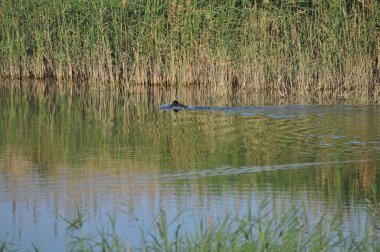 Doğal ortamda güzel kuş Avrasya coot (fulica atra)