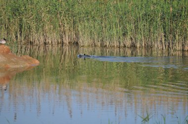 Doğal ortamda güzel kuş Avrasya coot (fulica atra)