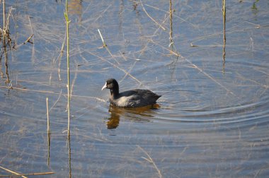 Doğal ortamda güzel kuş Avrasya coot (fulica atra)