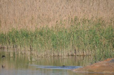 Doğal ortamda güzel kuş Avrasya coot (fulica atra)
