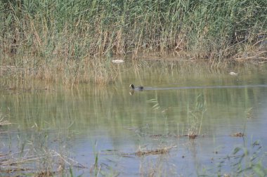 Doğal ortamda güzel kuş Avrasya coot (fulica atra)