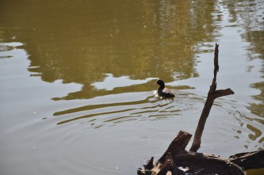 Doğal ortamda güzel kuş Avrasya coot (fulica atra)