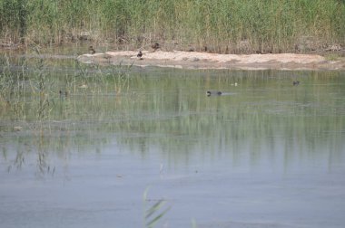 Doğal ortamda güzel kuş Avrasya coot (fulica atra)