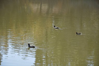 Doğal ortamda güzel kuş Avrasya coot (fulica atra)