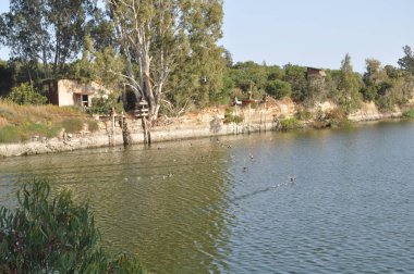 Doğal ortamda güzel kuş Avrasya coot (fulica atra)