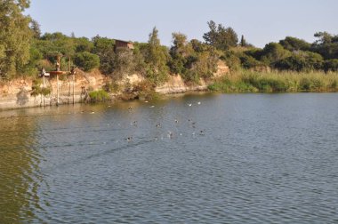 Doğal ortamda güzel kuş Avrasya coot (fulica atra)
