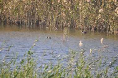 Doğal ortamda güzel kuş Avrasya coot (fulica atra)