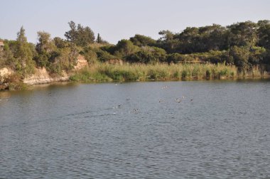 Doğal ortamda güzel kuş Avrasya coot (fulica atra)