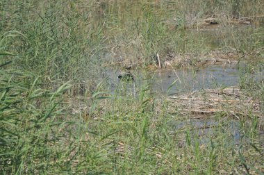 Doğal ortamda güzel kuş Avrasya coot (fulica atra)