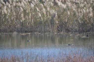 Doğal ortamda güzel kuş Avrasya coot (fulica atra)