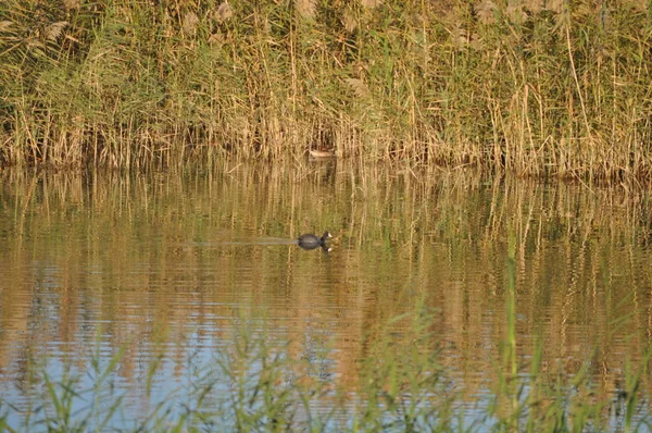 Der Schöne Vogel Eurasische Blässhühner Fulica Atra Der Natürlichen Umgebung — Stockfoto