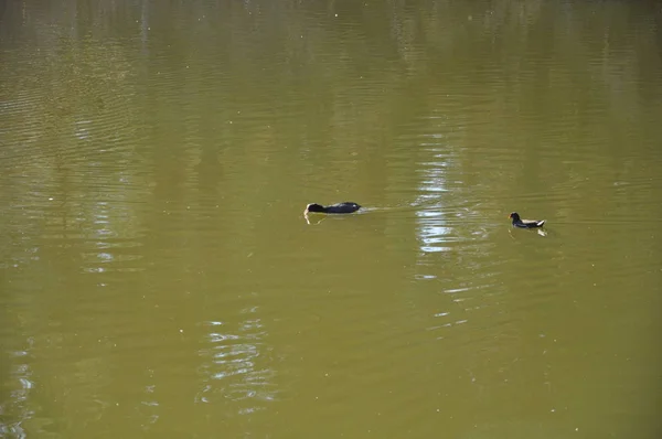 Belle Foulque Eurasienne Fulica Atra Dans Environnement Naturel — Photo