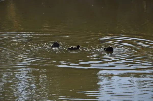 Belle Foulque Eurasienne Fulica Atra Dans Environnement Naturel — Photo