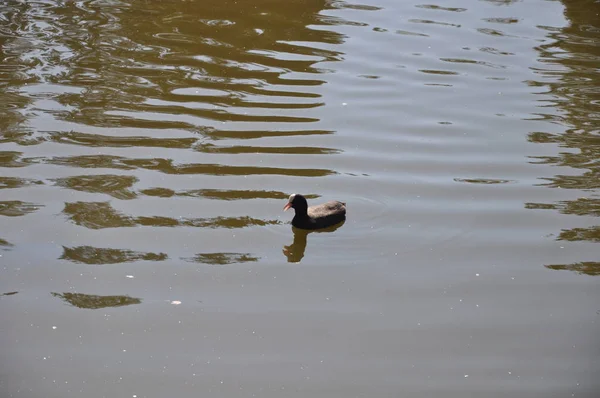 Belle Foulque Eurasienne Fulica Atra Dans Environnement Naturel — Photo