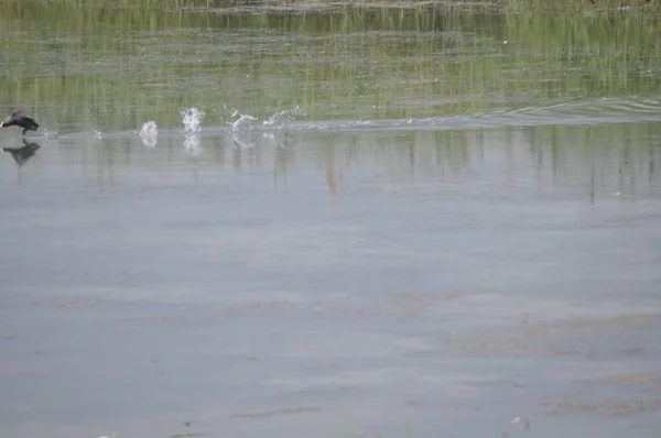 Doğal Ortamda Güzel Kuş Avrasya Coot Fulica Atra — Stok fotoğraf