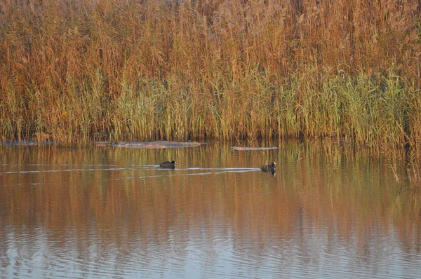 Belle Foulque Eurasienne Fulica Atra Dans Environnement Naturel — Photo