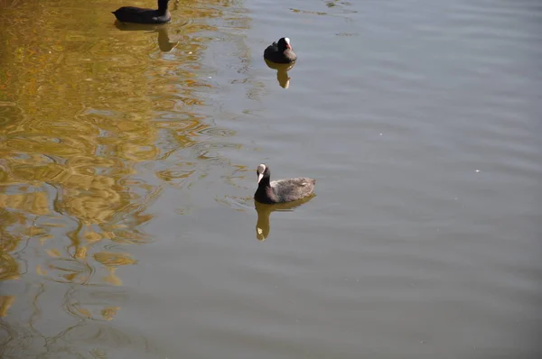 Красивая Птица Eurbhan Coot Fulica Atra Природной Среде — стоковое фото