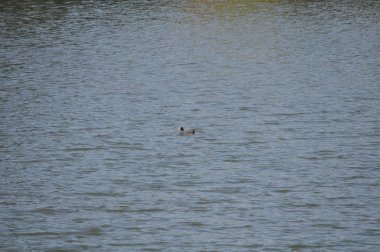 Doğal ortamda güzel kuş Avrasya coot (fulica atra)