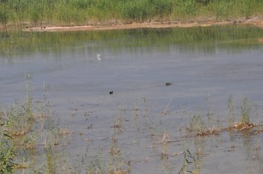 Doğal ortamda güzel kuş Avrasya coot (fulica atra)