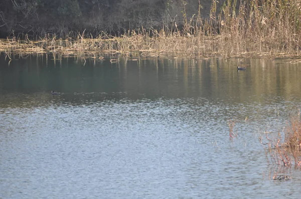 Belle Foulque Eurasienne Fulica Atra Dans Environnement Naturel — Photo