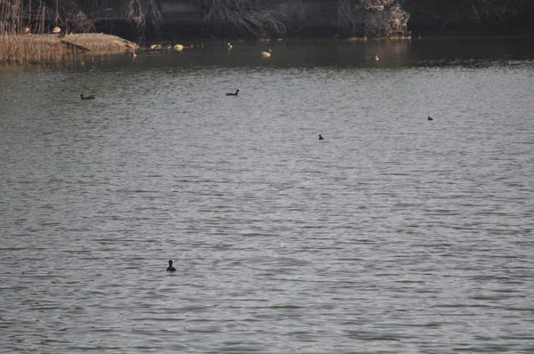 Belle Foulque Eurasienne Fulica Atra Dans Environnement Naturel — Photo