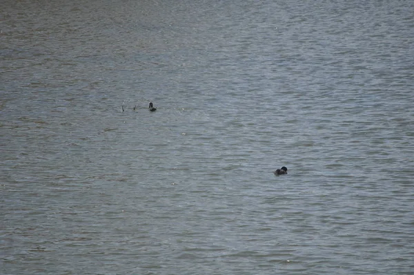 Belo Pássaro Eurasian Coot Fulica Atra Ambiente Natural — Fotografia de Stock