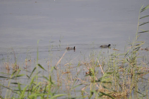 Prachtige Vogel Eurasian Coot Fulica Atra Natuurlijke Omgeving — Stockfoto